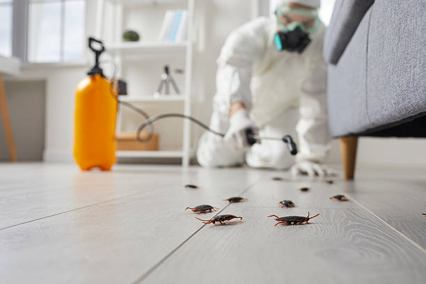 Commercial Rodent Management in Elkland